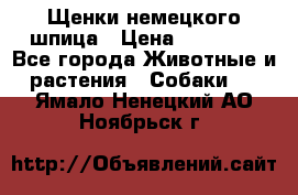 Щенки немецкого шпица › Цена ­ 20 000 - Все города Животные и растения » Собаки   . Ямало-Ненецкий АО,Ноябрьск г.